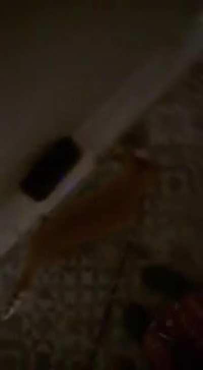 Every night, Max Cuddles brings all his toys upstairs one by one while announcing himself. In the morning, he takes them all back downstairs 🧡