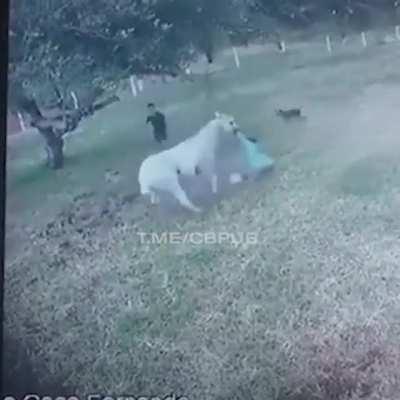 How this horse forgot it's a herbivore.