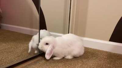 I think our single bunny would like a friend 🥺