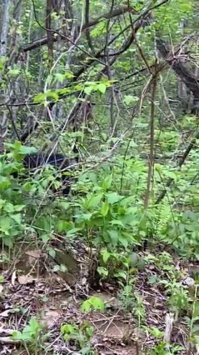 We found a cute Bear and learned a valuable lesson about keeping our distance.