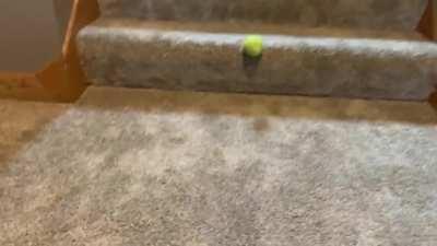 My dog could do this all day