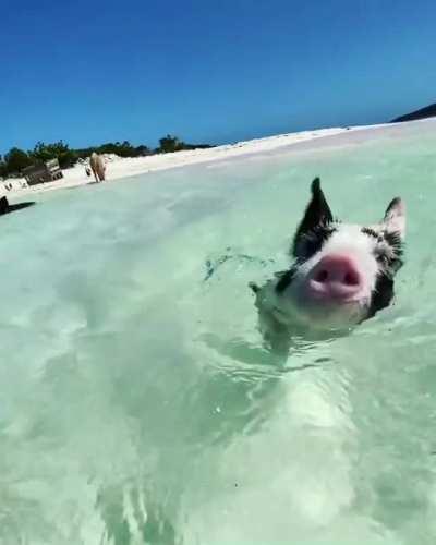 Pigs and piglets at a beach in Bahamas.