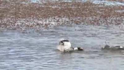 🔥 Hooded Grebes doing their mating dance