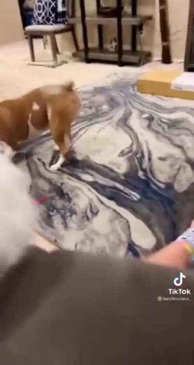 I love playful dogs