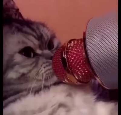 I did not know I needed cats with an obscene amount of echo on  them