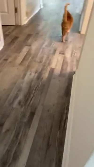 Chonker stole my Potato..