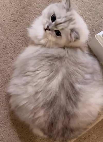 I'm not fat, just full of hair