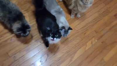 She demand the snacc