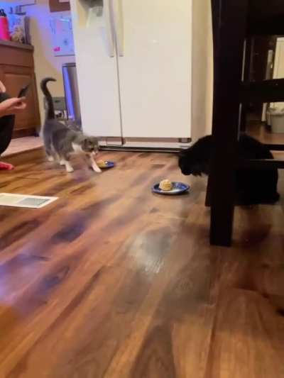 Food always tastes better in someone else's bowl.