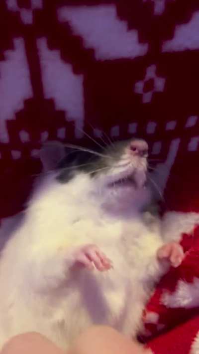 Tummy pets to… evil