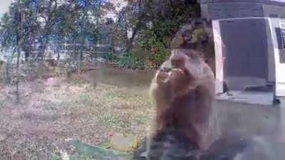 Groundhog steals farmer's crop and eats it in front of his security camera