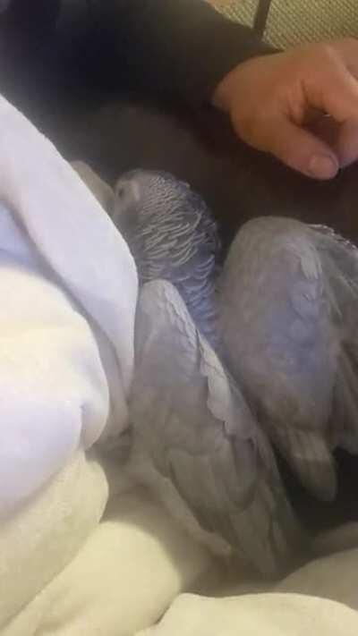 aFrIcAN gReYs dONt cUdDlE
