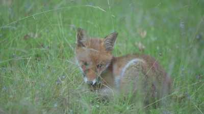 I often see foxes in my area but yesterday was extra cute when this little one decided to take a nap in front of me!