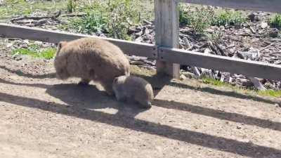 Wombat mum and baby @ Maria Island, Tasmania