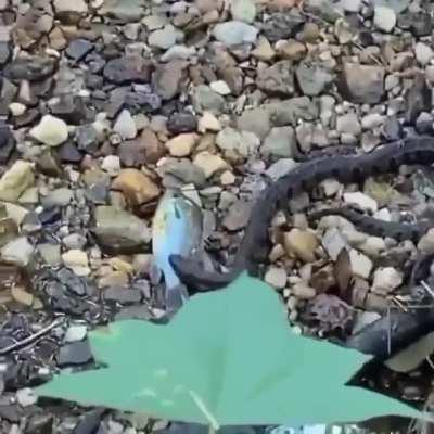 "I can save this fish"