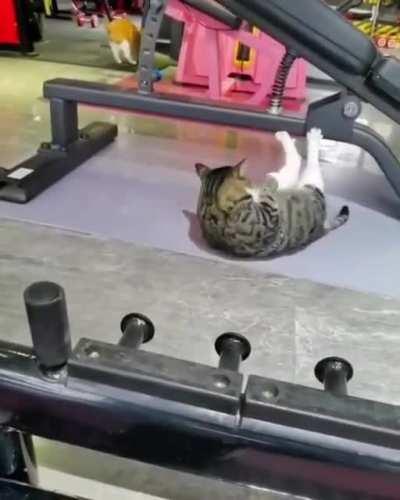 Hardgainer cat
