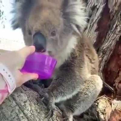 A passing motorist offers a koala some water during a record heatwave in Australia.