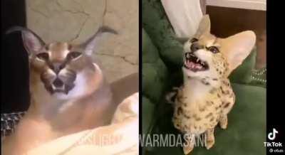 Gosha vs Sogga week 😳