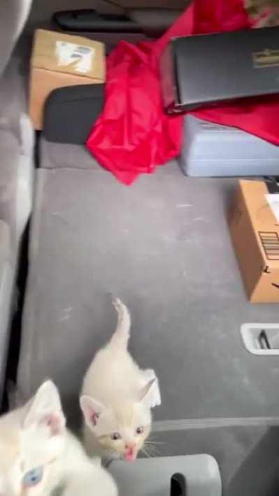 man rescued 18 kittens, here they are in the vehicle