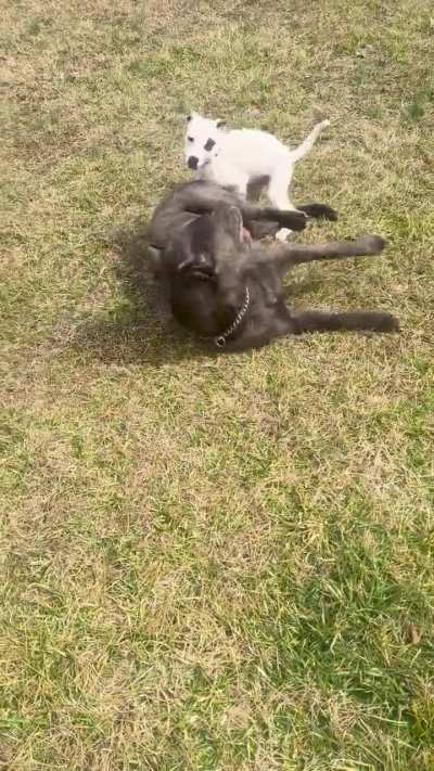 Capone is so good with little Jimmy