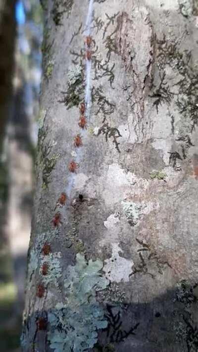 Baby trapdoor spiders making their way up a tree! [Southeast US]