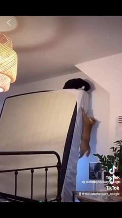 It took a second(don’t know how to post with sound but they put the Mufasa death scene)