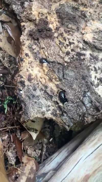 Ummm what are these?