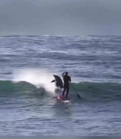 Fuck you paddle boarder