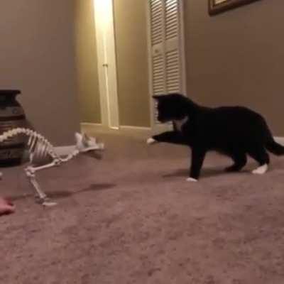 This cat trying to make contact