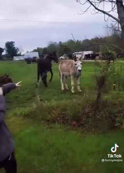 donkey’s can laugh ???