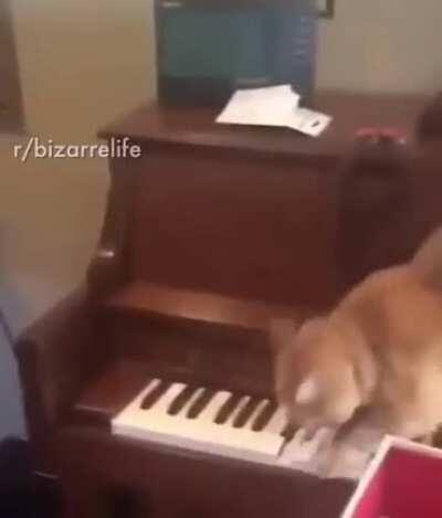 Cat creates a masterpiece