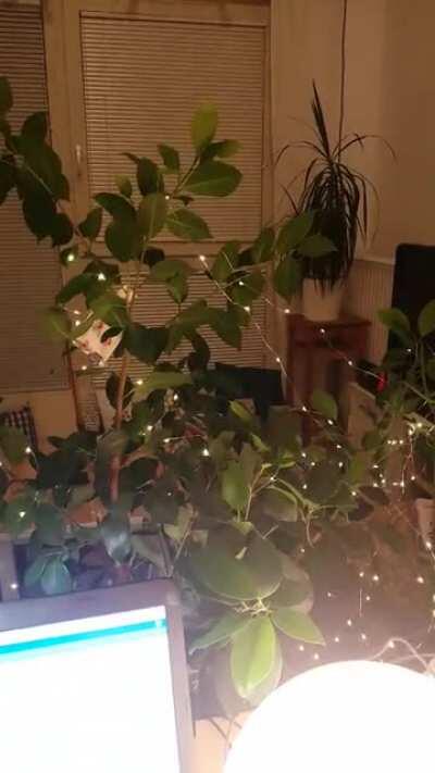 My GF has nonblinking ikea 5V fairylights, I have an arduino... what else could have happened.