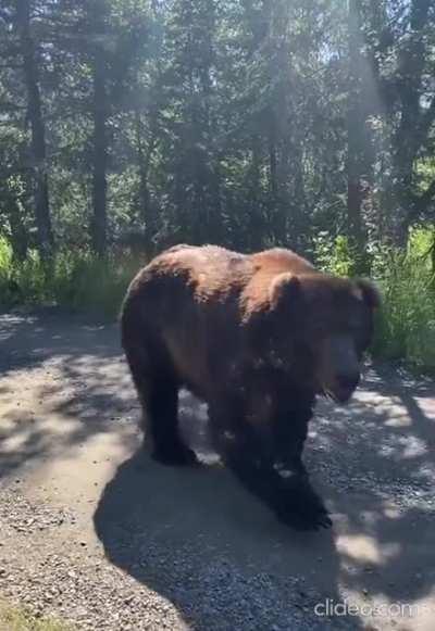 Grizzly bear encounter while vacationing in Alaska.