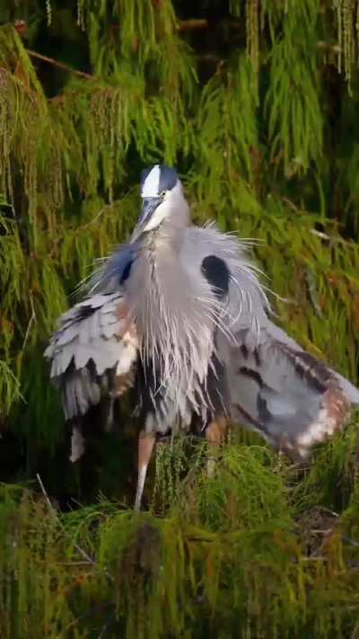 of a Blue Heron