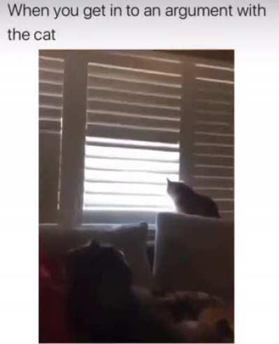 Cat is not backing down