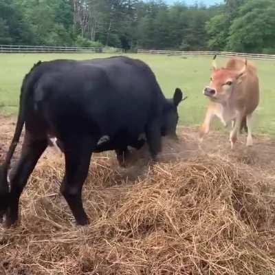That fresh hay feeling at Freedom Farm Animal Rescue