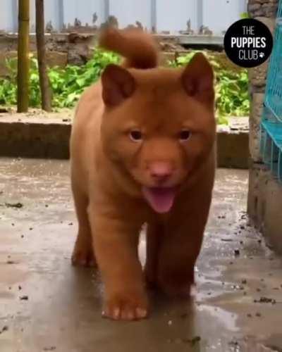 The real Catdog aka Vietnamese Hmong dog