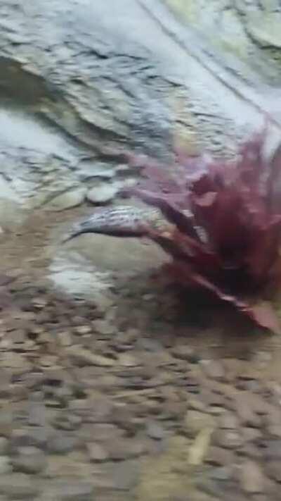 Newly shed and looking fresh