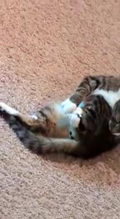 What started as an innocent attack on his own leg, resulted in me becoming the victim...