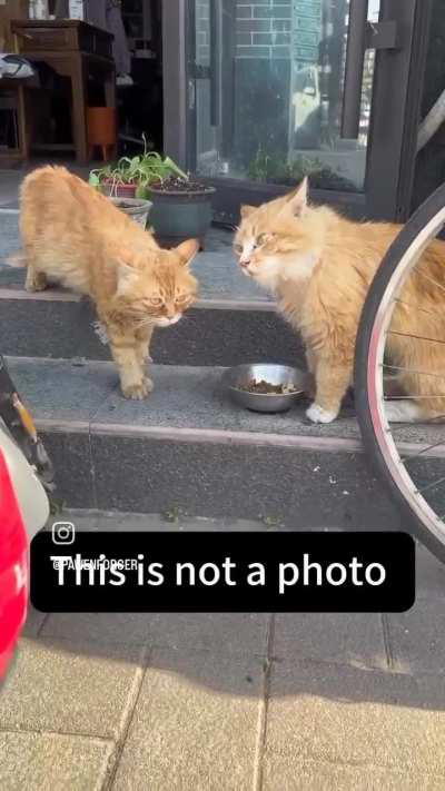 Orange updates in progress 