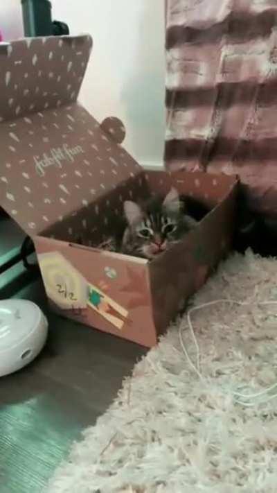 Ok, unsure if actual yelling or just 'squeaking disapproval'.