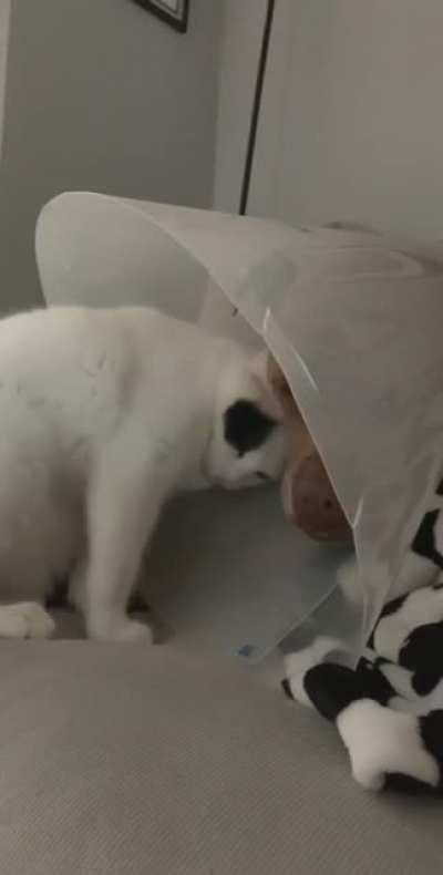 Emotional support kitty