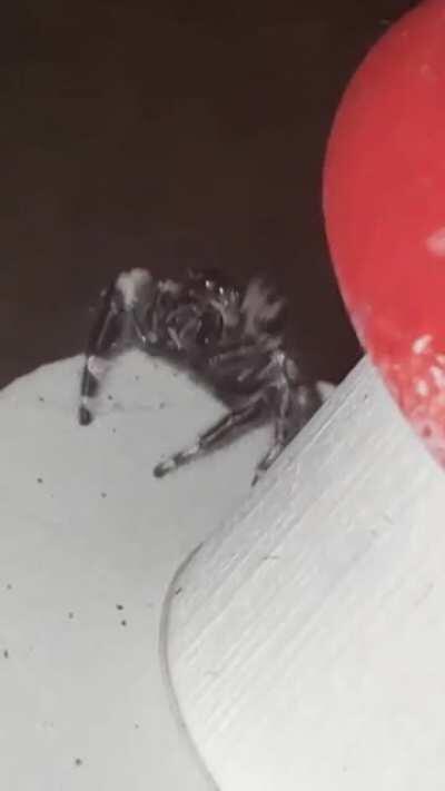 My spooder doing a wave.