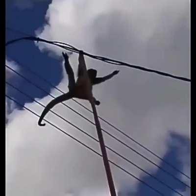 AAAAAAAAA MACACO MACAAAAAAAAAAAA