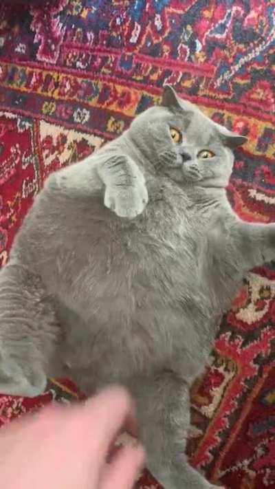 The Chonkiest of all Chonkers (She has a spinal problem - making her shorter and rounder - but is perfectly healthy otherwise! The ultimate chonk!)