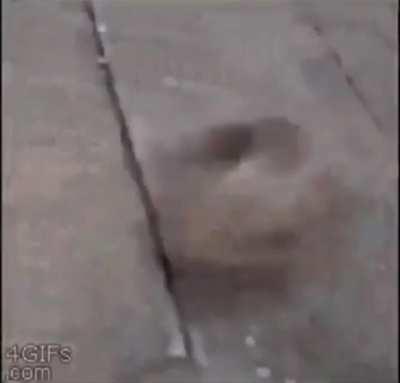 Dog ☠️☠️☠️☠️🤨🤨🤨🤨