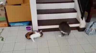 Two disabled cats demonstrating that life's beautiful no matter what