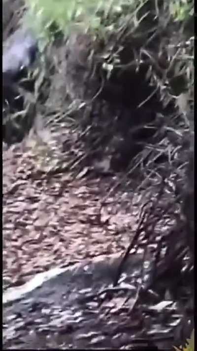 Possible footage of a dogman creature captured close-up