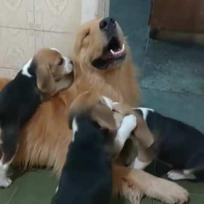 A golden retriever getting beagled. Thought yall would enjoy