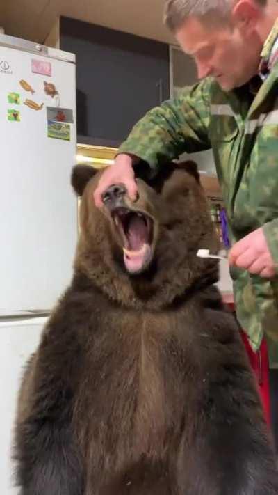 brushing a bears teeth.